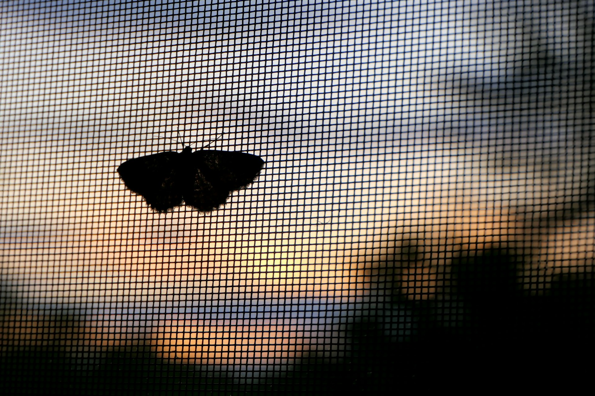 a butterfly is sitting on the screen of a window